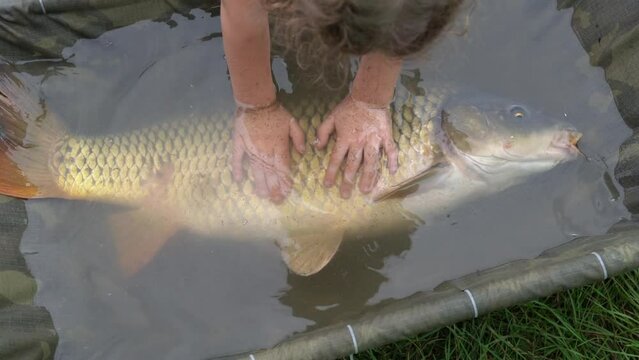 Child touching live big carp lying in water on the unhooking mat. Sports carp fishing. Mirror carp in cradle. Close-up of freshwater fish and baby girl hands. Fishing trophy caught by a fisherman. 4K