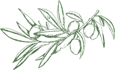 Ramo di olive mature con foglie