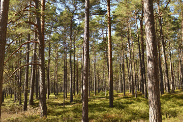 Swedish trees in the forest, Sweden, pines