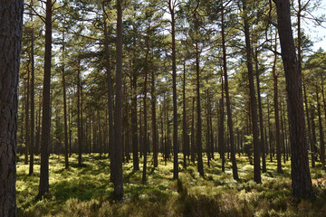 Swedish trees in the forest, Sweden, pines