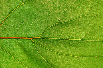 Apricot leaf macro photo, leaf cells texture background