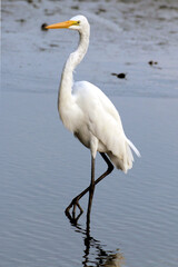 Heron on the beach