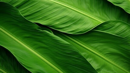 Abstract texture of banana leaves, with their wide, ribbed surface and rich green hues.