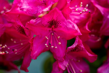 Close-up of a red flower of a Rhododendron plant