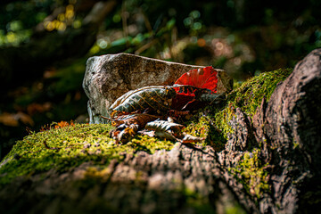 red and yellow butterfly in the park