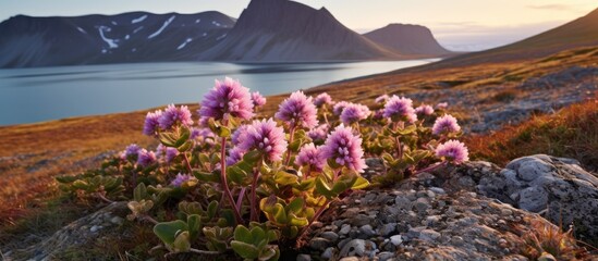 Charming Arctic wildflowers Parrya nudicaulis Stunning morning glow the start of Arctic summer Chukotka and polar Siberia s nature Russia With copyspace for text - obrazy, fototapety, plakaty