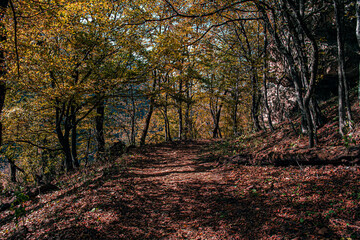 Naklejka premium autumn in the dark big forest