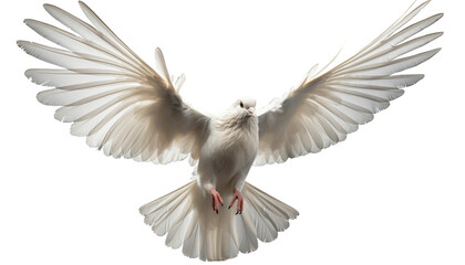 dove of peace isolated