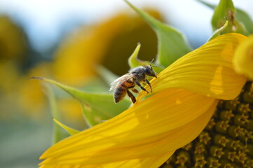 Bee on sunflower