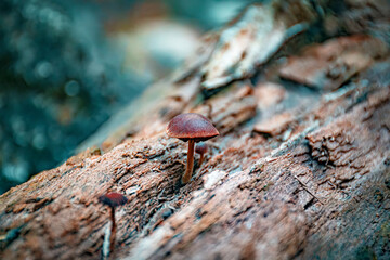 close up of a mushroom