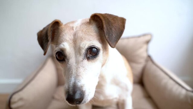 Dog portrait looking with beautiful smart eyes. Cute senior dog Jack Russell terrier light background portrait with shallow depth of field. Pet looking at the camera video footage