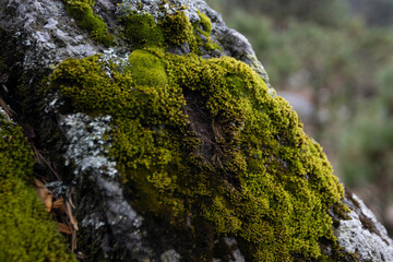 Moss