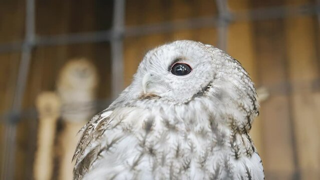 Close-up of a gray owl sitting in a zoo behind bars. The bird has big black eyes.