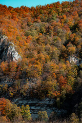 Fototapeta premium autumn dark forest in the mountains