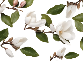 magnolia flowers pattern isolated on transparent background. top view, flat lay.
