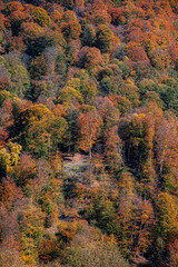 autumn colors in the mountains