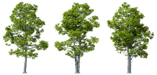 Trees woods biology shapes cut transparent backgrounds 3d illustration png