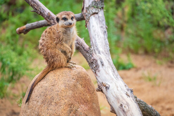 Fototapeta premium Meerkat, Suricata suricatta, on hind legs. Portrait of meerkat standing on hind legs with alert expression. Portrait of a funny meerkat sitting on its hind legs.
