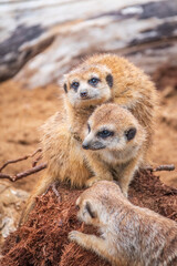 Fototapeta premium A group of cute meerkats. Meerkat Family are sunbathing.