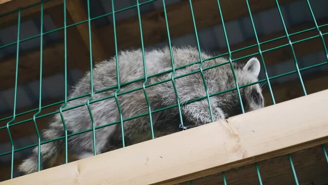 Funny raccoon walks around the cage in the zoo. Shooting a raccoon in a cage
