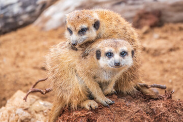 A group of cute meerkats. Meerkat Family are sunbathing.
