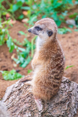Meerkat, Suricata suricatta, on hind legs. Portrait of meerkat standing on hind legs with alert expression. Portrait of a funny meerkat sitting on its hind legs.