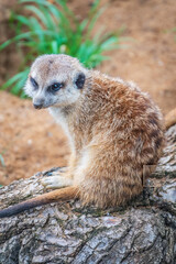 Meerkat, Suricata suricatta, on hind legs. Portrait of meerkat standing on hind legs with alert expression. Portrait of a funny meerkat sitting on its hind legs.