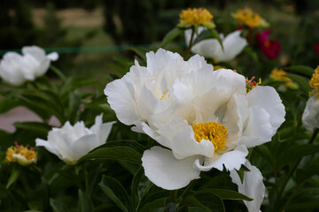 white peony, summer background, delicate petals