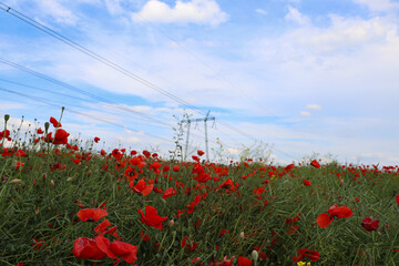 poppy field and power line in the background, summer day in the field, flowers, blue sky