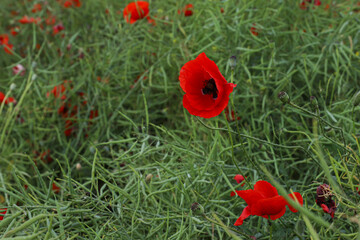 floral background, red poppy, poppy field, bright summer flowers