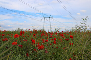 
poppy field and power line, blooming poppies, red flowers in the field - Powered by Adobe