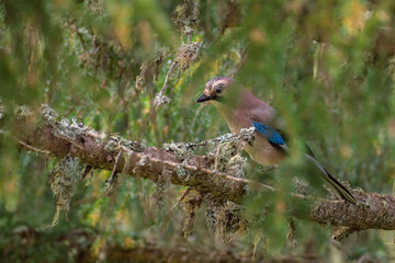 police of the forest, the eurasien jay, garrulus glandarius, is observating the environment