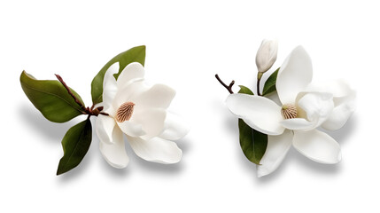 Close up of white Southern magnolia (Magnolia grandiflora) isolated on transparent background. Top view, falt lay.