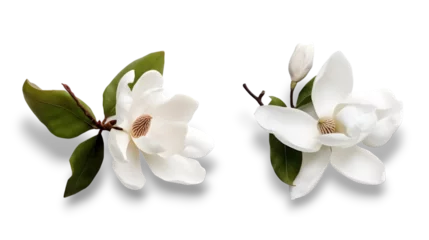 Poster Close up of white Southern magnolia (Magnolia grandiflora) isolated on transparent background. Top view, falt lay. © Naige