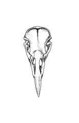 Tattoo style crow skull vector