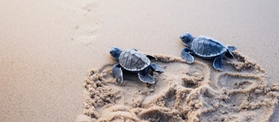Foto auf Acrylglas Baby leatherback turtles and their tracks in the sand just born With copyspace for text © 2rogan