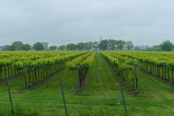 View of a field with vineyards in France