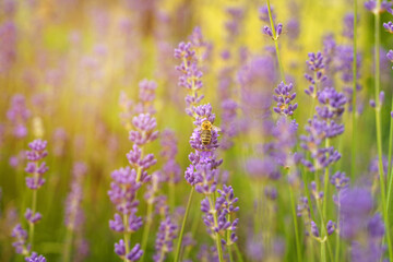 A bee pollinates a flower of a lavender plant