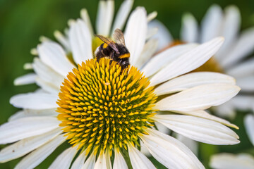 A closeup shot of a bee collecting pollen on a white echinacea flower