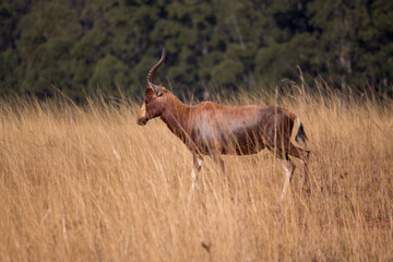 A blesbok antelope in the long grass at Mlilwane Wildlife Sanctuary