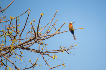 African white-fronted bee-eater perched on a branch