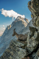 Female alpine ibex (Capra ibex) resting on rocks at the edge of a cliff with Monviso (Mount Viso, 3841 m) standing out in the background. Cottian Alps, Monviso Park, Italy.