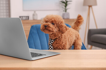 Cute Maltipoo dog wearing checkered tie at desk with laptop in room. Lovely pet