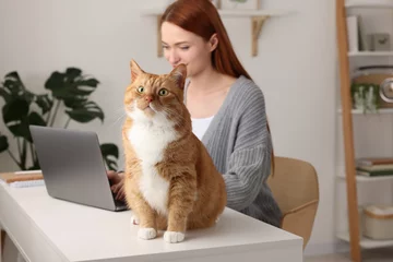 Tuinposter Woman working with laptop at desk. Cute cat sitting near owner at home, selective focus © New Africa
