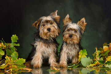 two yorkshire terrier puppies posing together on green studio background with oak tree branches