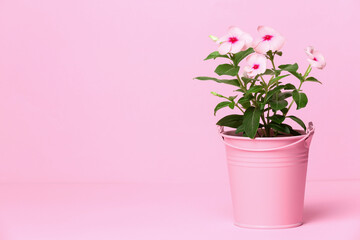 Catharanthus roseus in flower pot on pink background. Space for text