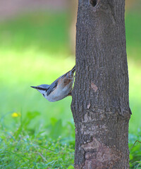 a curious bird surveys the area