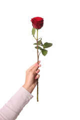 Woman holding red rose on white background, closeup