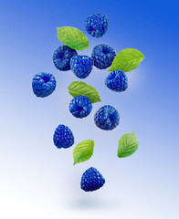 Many fresh blue raspberries and green leaves falling on blue background