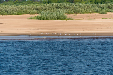 Chkalovsk, Russia, July 7, 2023. A flock of river gulls on a sandy beach.